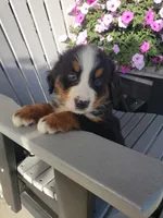 Duke, a male Bernese Mountain Dog for sale in New Haven, IN – 9 of 10