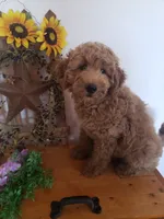 Noah, a male Miniature Goldendoodle for sale in New Haven, IN – 6 of 10