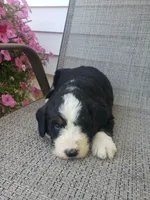 Benji, a male Bernedoodle for sale in New Haven, IN – 3 of 5