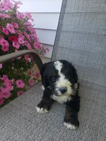 Roscoe , a male Bernedoodle for sale in New Haven, IN – 4 of 8