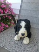 Benji, a male Bernedoodle for sale in New Haven, IN – 4 of 5