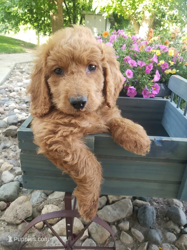Teddy  – Miniature Goldendoodle puppy for sale in New Haven, IN