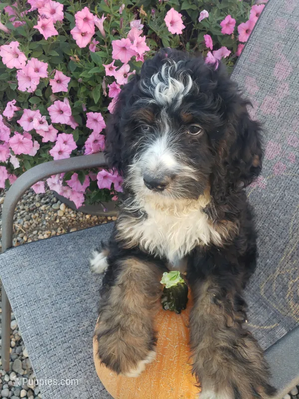 Noah Roscoe  – Bernedoodle puppy for sale in New Haven, IN