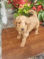 Noah, a male Miniature Goldendoodle for sale in New Haven, IN – 9 of 10