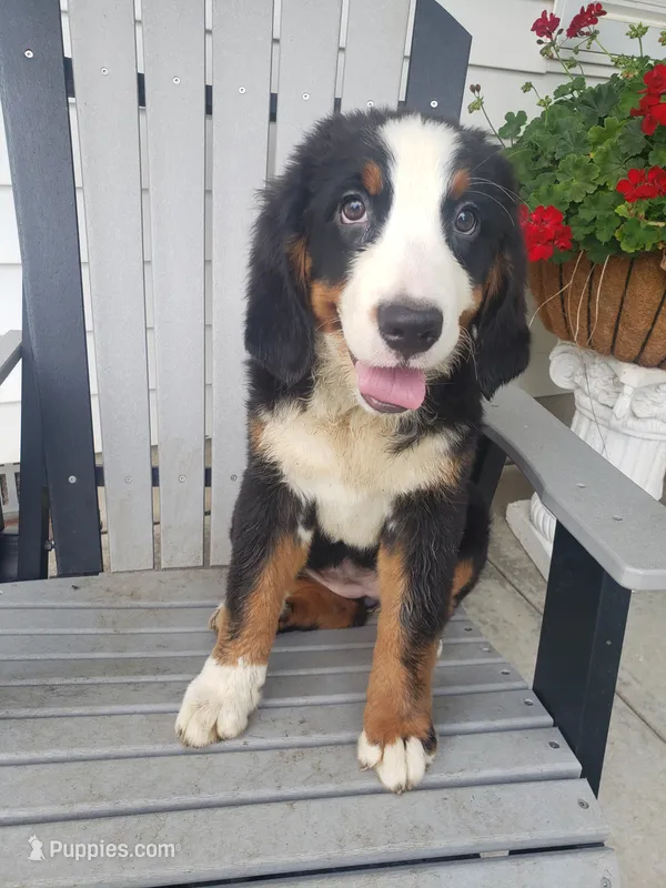 Hannah  – Bernese Mountain Dog puppy for sale in New Haven, IN