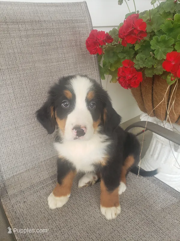 Lucy – Bernese Mountain Dog puppy for sale in New Haven, IN