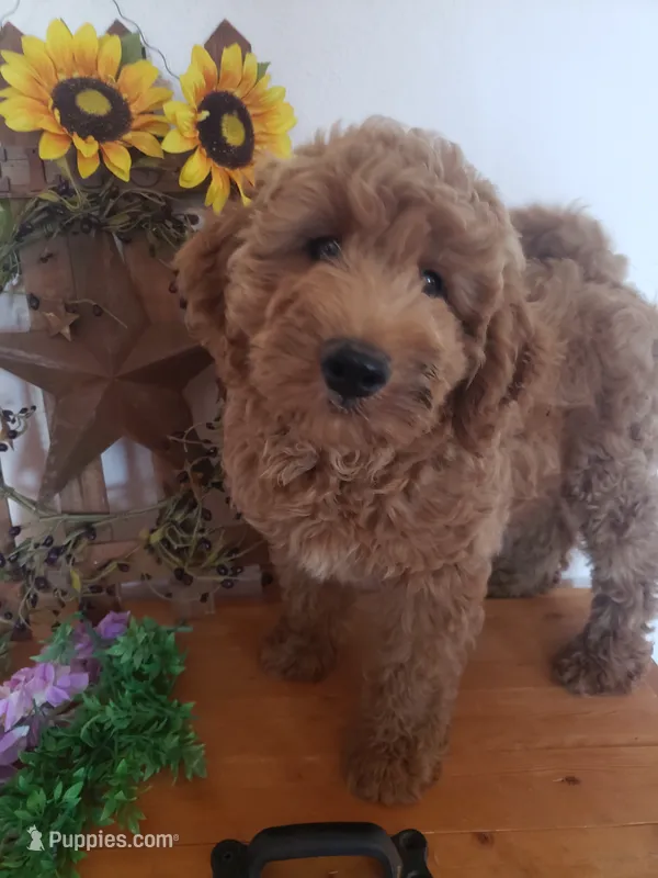 Noah – Miniature Goldendoodle puppy for sale in New Haven, IN