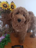 Noah, a male Miniature Goldendoodle for sale in New Haven, IN – 2 of 10