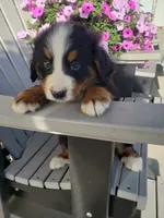 Duke, a male Bernese Mountain Dog for sale in New Haven, IN – 8 of 10