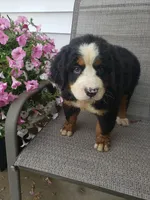 Maddie , a female Bernese Mountain Dog for sale in New Haven, IN – 8 of 10
