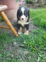 Lilly , a female Bernese Mountain Dog for sale in New Haven, IN – 4 of 10