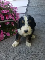 Emma , a female Bernedoodle for sale in New Haven, IN – 6 of 10