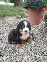 Rocky , a male Bernese Mountain Dog for sale in New Haven, IN – 2 of 6