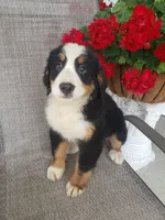 Dasiy , a female Bernese Mountain Dog for sale in New Haven, IN – 4 of 5