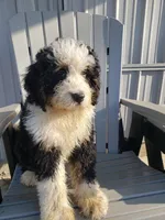 Benji, a male Bernedoodle for sale in New Haven, IN – Photo 6 of 10