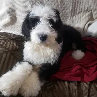  Noah Benji, a male Bernedoodle for sale in New Haven, IN – Photo 6 of 8