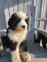 Benji, a male Bernedoodle for sale in New Haven, IN – Photo 8 of 10