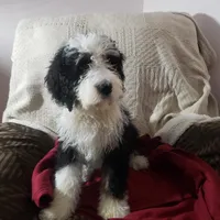  Noah Benji, a male Bernedoodle for sale in New Haven, IN – Photo 3 of 8