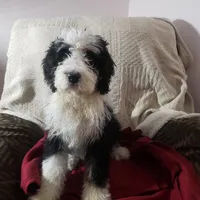  Noah Benji, a male Bernedoodle for sale in New Haven, IN – Photo 8 of 8