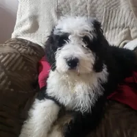  Noah Benji, a male Bernedoodle for sale in New Haven, IN – Photo 5 of 8