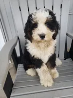 Benji, a male Bernedoodle for sale in New Haven, IN – Photo 2 of 10