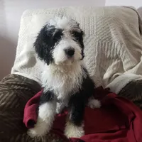  Noah Benji, a male Bernedoodle for sale in New Haven, IN – Photo 7 of 8