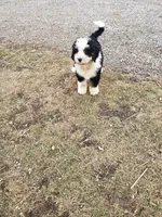 Benji, a male Bernedoodle for sale in New Haven, IN – Photo 10 of 10