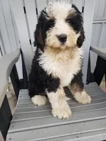 Benji, a male Bernedoodle for sale in New Haven, IN – Photo 3 of 10