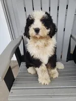 Benji, a male Bernedoodle for sale in New Haven, IN – Photo 1 of 10