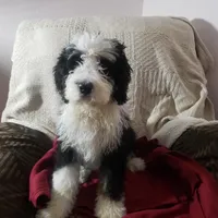  Noah Benji, a male Bernedoodle for sale in New Haven, IN – Photo 4 of 8