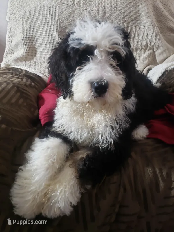  Noah Benji – Bernedoodle puppy for sale in New Haven, IN