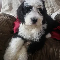  Noah Benji, a male Bernedoodle for sale in New Haven, IN – Photo 1 of 8