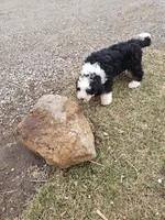 Benji, a male Bernedoodle for sale in New Haven, IN – Photo 5 of 10