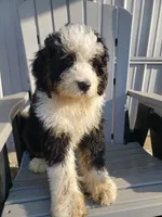 Benji, a male Bernedoodle for sale in New Haven, IN – Photo 9 of 10