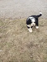 Benji, a male Bernedoodle for sale in New Haven, IN – Photo 4 of 10
