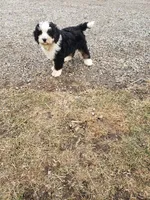 Benji, a male Bernedoodle for sale in New Haven, IN – Photo 7 of 10