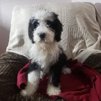  Noah Benji, a male Bernedoodle for sale in New Haven, IN – Photo 2 of 8