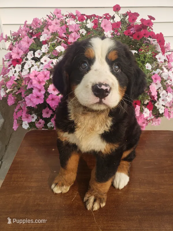 Maddie  – Bernese Mountain Dog puppy for sale in New Haven, IN