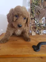 Teddy , a male Miniature Goldendoodle for sale in New Haven, IN – 3 of 5