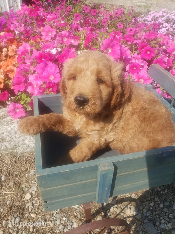 Noah – Miniature Goldendoodle puppy for sale in New Haven, IN
