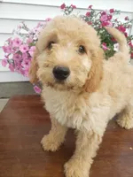 Cooper, a male Miniature Goldendoodle for sale in New Haven, IN – 3 of 4
