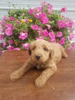 Noah, a male Miniature Goldendoodle for sale in New Haven, IN – 6 of 10