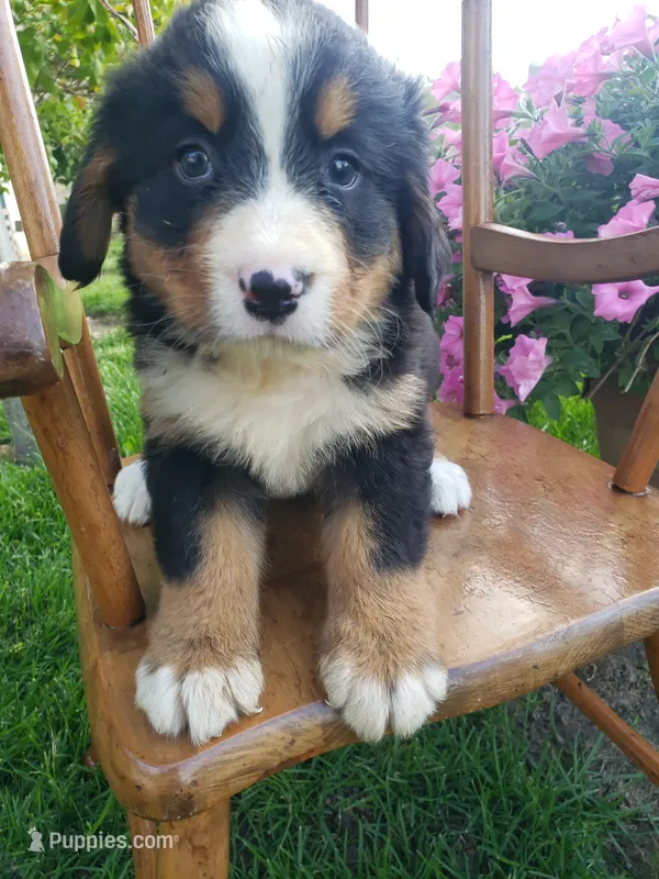 Lilly  – Bernese Mountain Dog puppy for sale in New Haven, IN