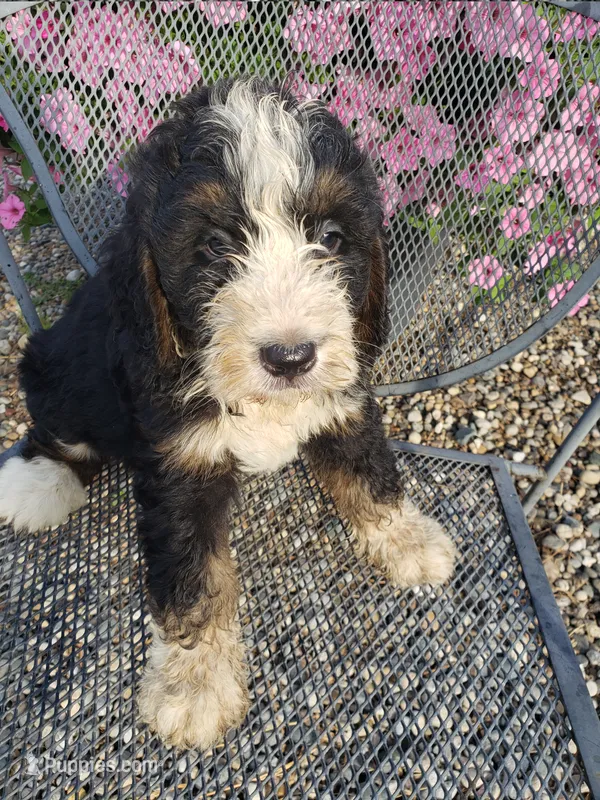 Benji – Bernedoodle puppy for sale in New Haven, IN