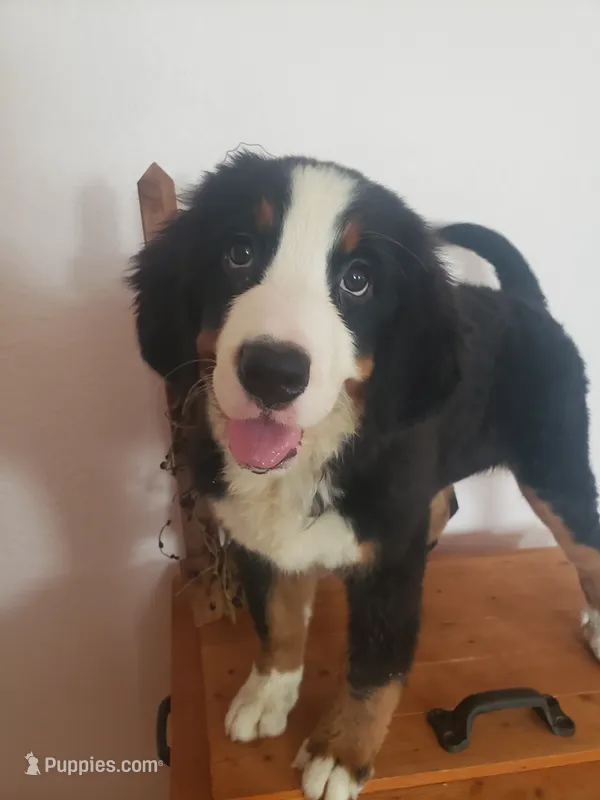 Hannah  – Bernese Mountain Dog puppy for sale in New Haven, IN