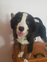 Hannah , a female Bernese Mountain Dog for sale in New Haven, IN – 3 of 10