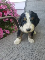 Emma , a female Bernedoodle for sale in New Haven, IN – 1 of 10