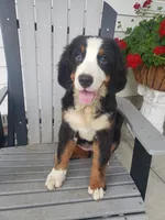 Hannah , a female Bernese Mountain Dog for sale in New Haven, IN – 1 of 10