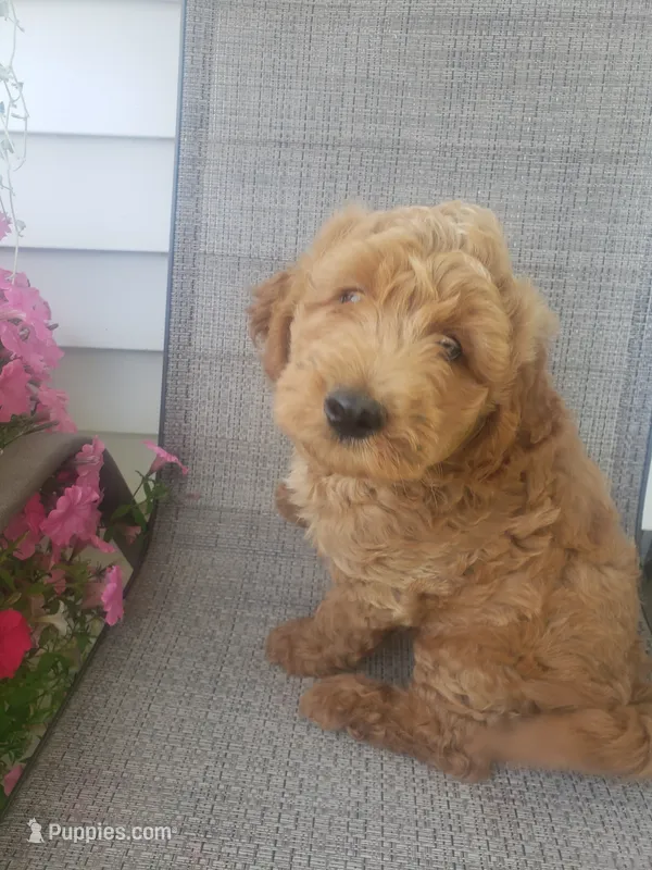 Noah – Miniature Goldendoodle puppy for sale in New Haven, IN