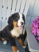 Lena, a female Bernese Mountain Dog for sale in New Haven, IN – 9 of 9